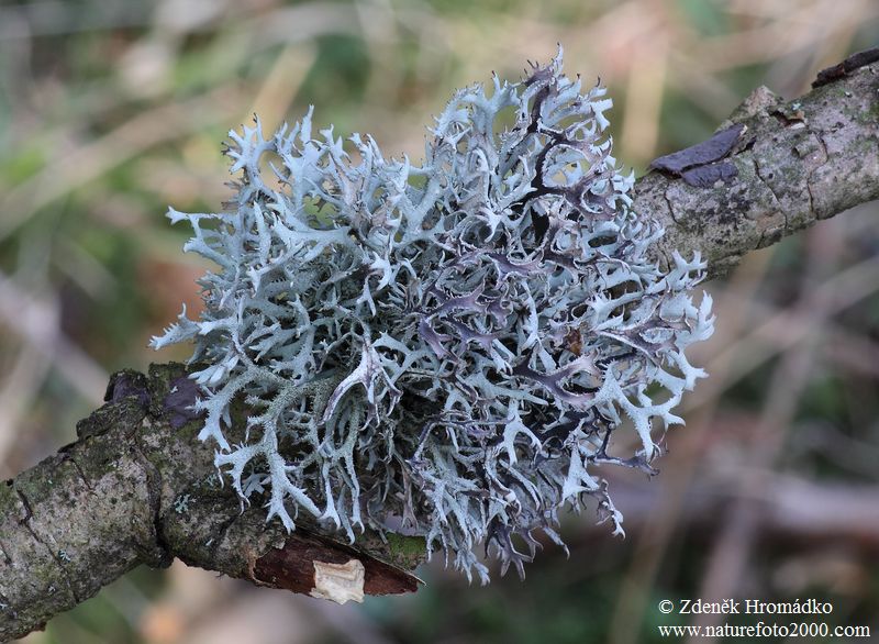větvičník slívový, Evernia prunastri (Houby, Fungi)